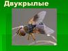 Отряд насекомых - двукрылые