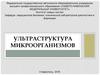 Ультраструктура микроорганизмов