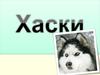 Порода собак - хаски
