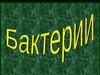 Бактерии. Виды бактерий