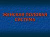Женская половая система. Овариально-менструальный цикл. (Часть 1)