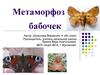 Метаморфоз бабочек