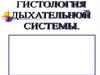 Гистология дыхательной системы