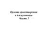 Органы кроветворения и иммунопоэза. Часть 1
