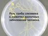 Роль гриба-слизевика в развитии различных заболеваний человека