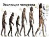 Эволюция человека