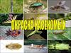 Окраска насекомых