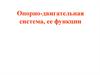 Опорно-двигательная система, ее функции