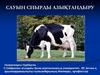 Сауын сиырды азықтандыру