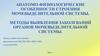 Анатомо-физиологические особенности строения мочевыделительной системы. Выявление заболеваний органов мочевыделительной системы