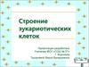 Строение эукариотических клеток