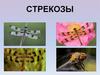 Стрекозы