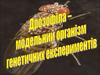 Дрозофіла - модельний організм генетичних експериментів