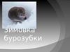 Зимовка бурозубки