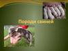 Породи свиней
