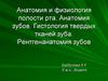 Анатомия и физиология полости рта. Анатомия зубов. Гистология твердых тканей зуба. Рентгенанатомия зубов