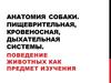 Анатомия собаки. Пищеврительная, кровеносная, дыхательная системы