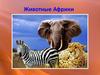 Животные Африки. (ДОУ)