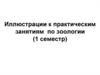 Иллюстрации к практическим занятиям по зоологии