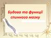 Будова та функції спинного мозку