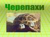 Сухопутные и морские черепахи