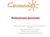 Названия комнатных растений