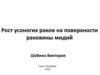 Рост усоногих раков на поверхности раковины мидий