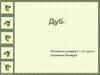Дуб. Род кустарников и деревьев из семейства буковых