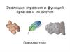 Эволюция строения и функций органов и их систем. Покровы тела