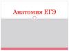 ЕГЭ по анатомии