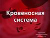 Кровеносная система человека