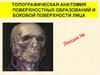 Топографическая анатомия поверхностных образований и боковой поверхности лица