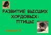 Развитие высших хордовых. Птицы