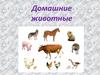 Домашние животные
