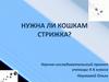 Нужна ли кошкам стрижка