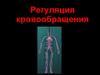 Регуляция кровообращения