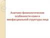 Анатомо-физиологические особенности кожи и миофасциальной структуры лица