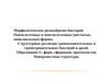 Морфологическое разнообразие бактерий. (Тема 1)