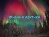 Жизнь в Арктике