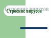 Строение вирусов