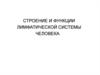 Строение и функции лимфатической системы человека