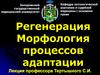 Регенерация. Морфология процессов адаптации