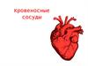 Кровеносные сосуды