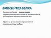 Биосинтез белка