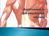 Анатомия и физиология мышц
