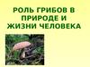 Роль грибов в природе и жизни человека