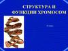 Структура и функции хромосом