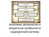 Анатомия, физиология и возрастные особенности эндокринной системы