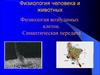 Физиология возбудимых клеток. Синаптическая передача