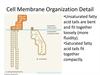 Cell Membrane Organization Detail
